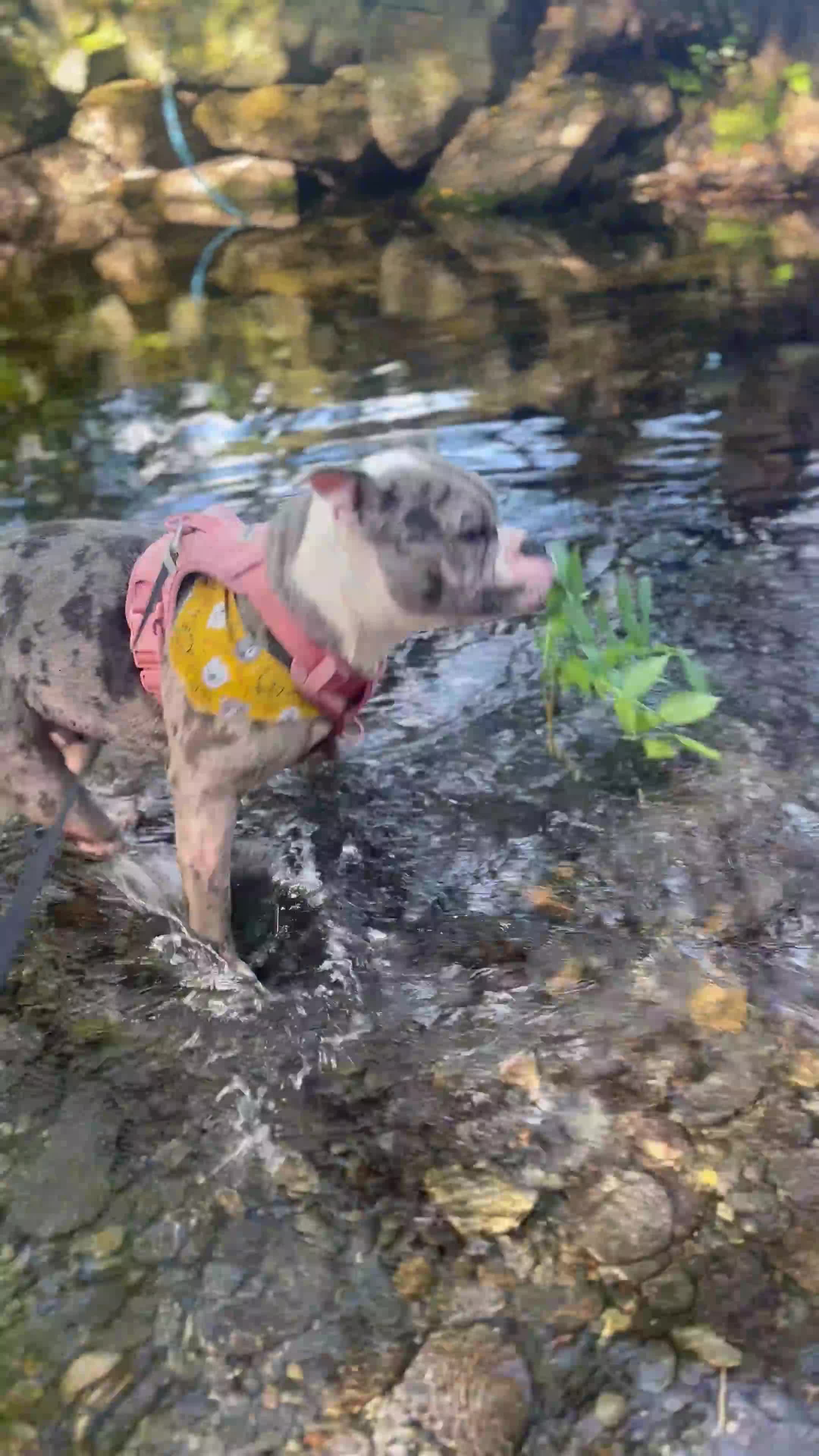 Olde English Bulldogge dogs for sale: Skyla olde English bulldogge for re homing😢 - Video 2