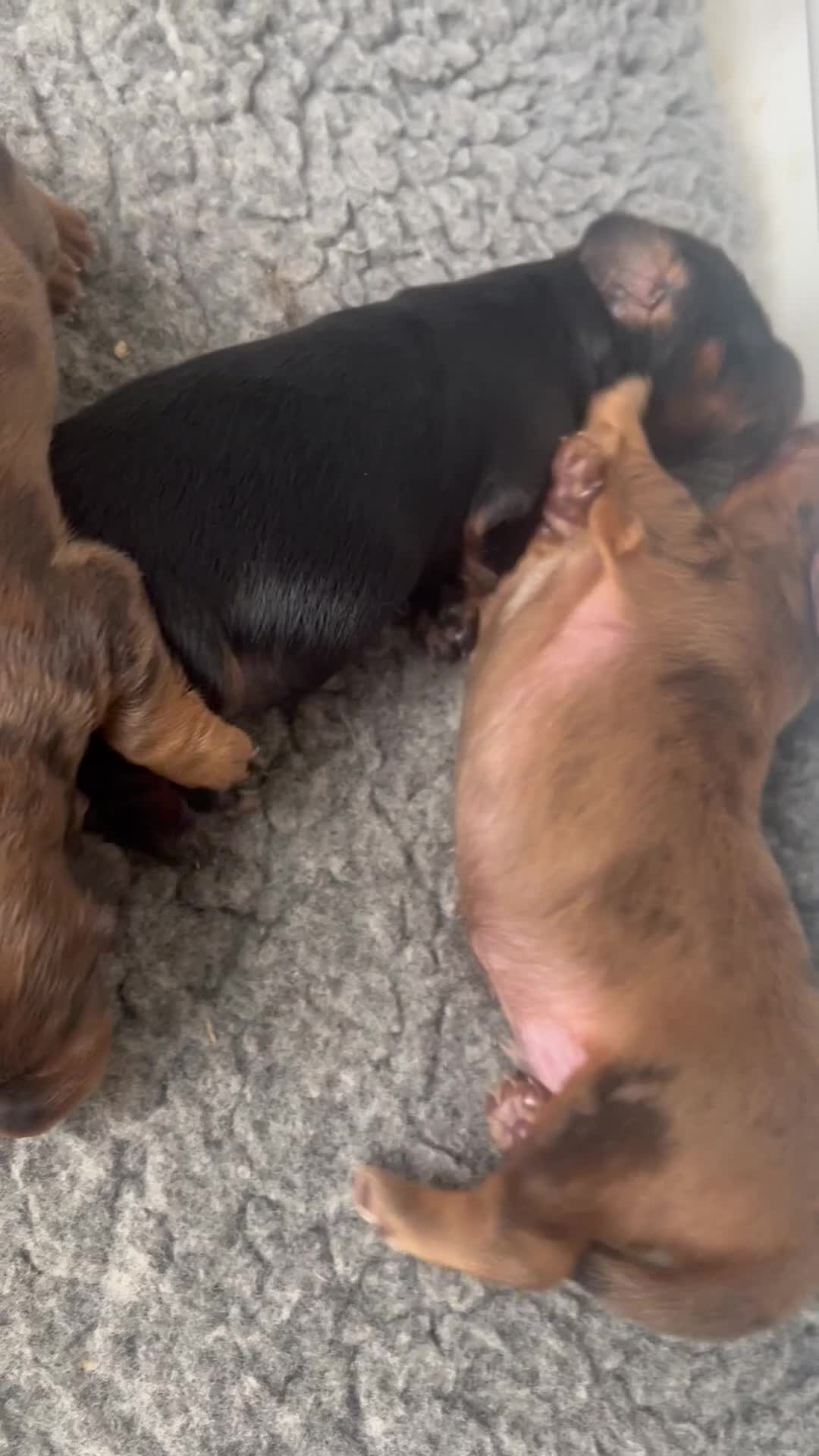 Dachshund dogs for sale: STANDARD KC REG LONGHAIRED DAPPLED DACHSOUNDS - Video 1