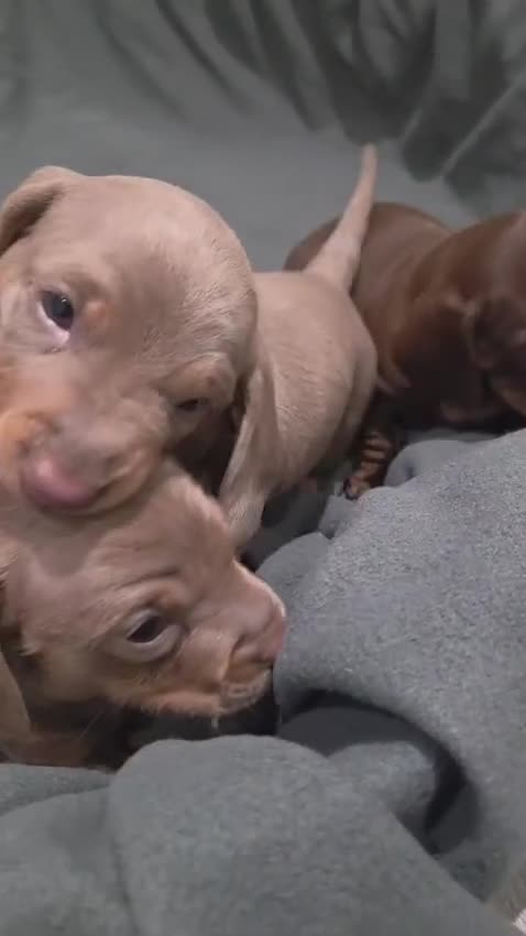 Miniature Dachshund dogs for sale: Miniture Daschund Puppies  - Video 1