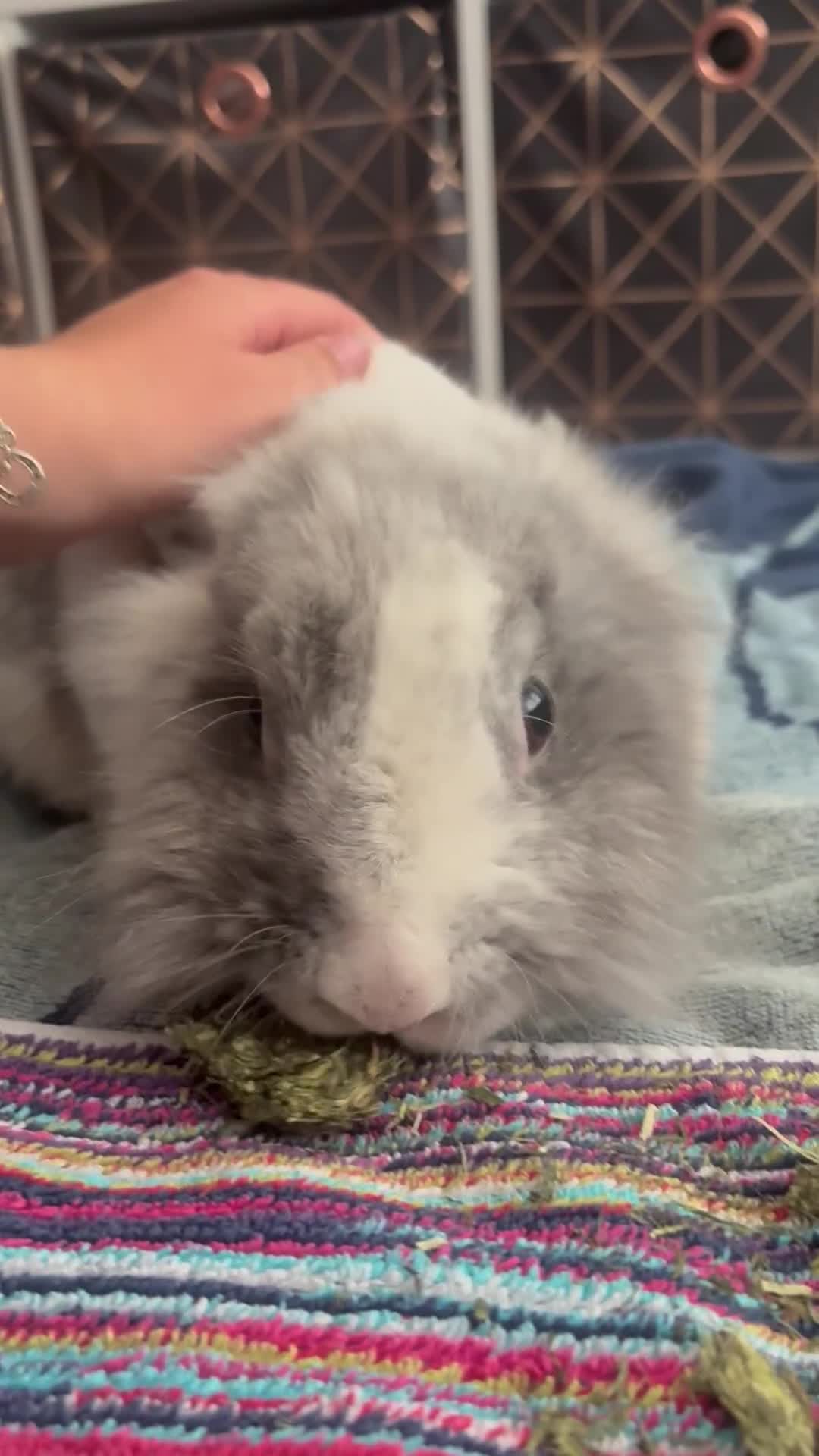 Lionhead rabbits for sale: Gorgeous lion head x male rabbit - Video 3