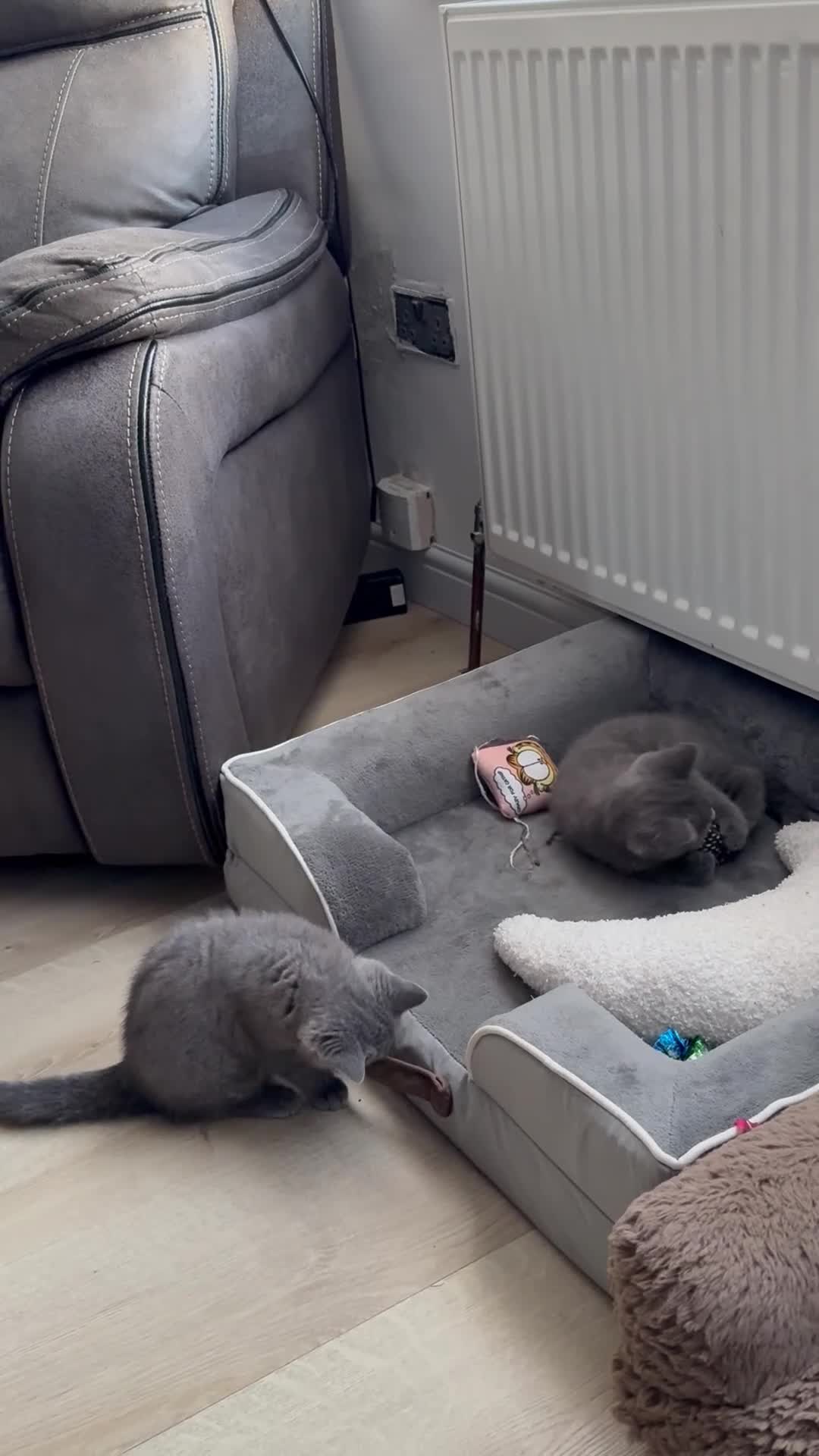 British Shorthair cats for sale: British shorthair kittens available”Ready now” - Video 2