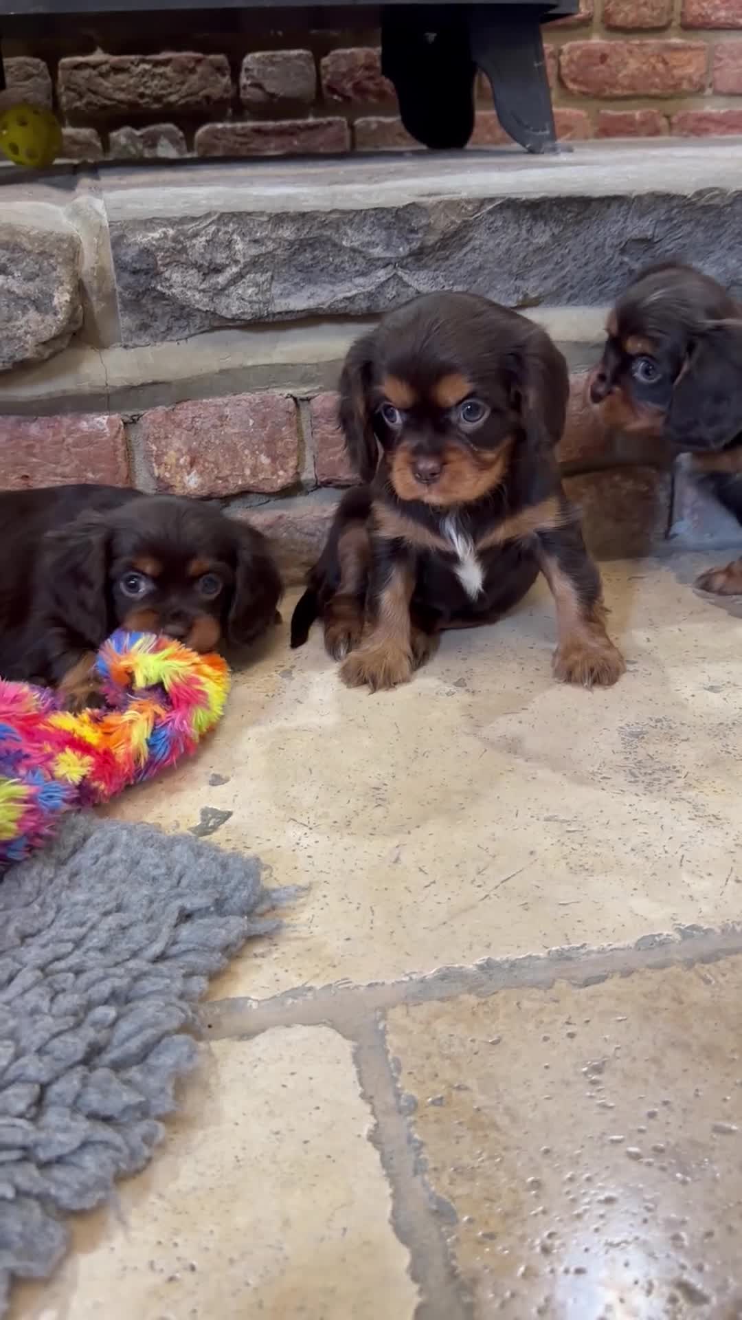 Cavalier King Charles Spaniel dogs for sale: Chocolate and Tan Exst heKth texted puppies  - Video 1