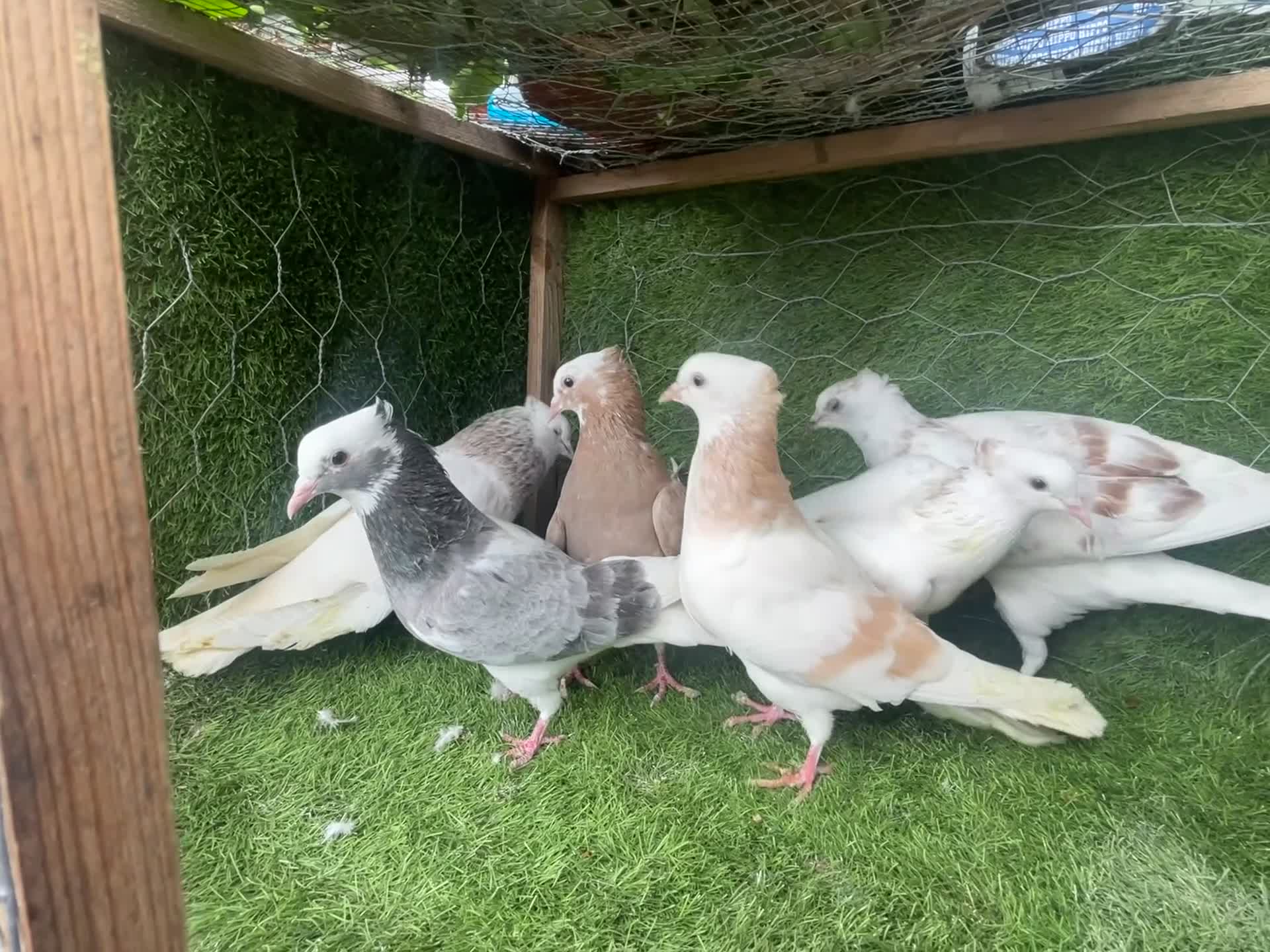Pigeons birds for sale: 4 Pairs of Iranian Pigeons - Video 1