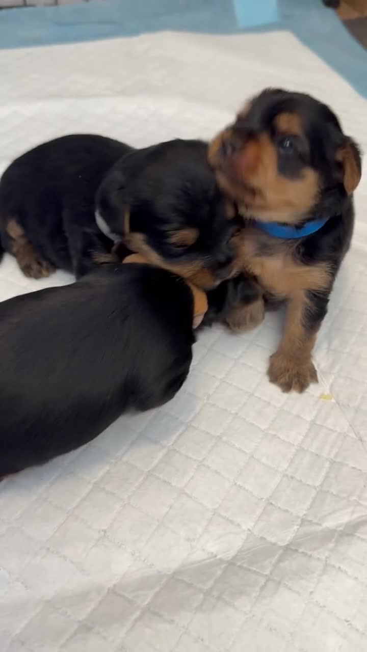 Yorkshire Terrier dogs for sale: Yorkshire Terrier Puppies Only 1 Boy Left !!!! - Video 4