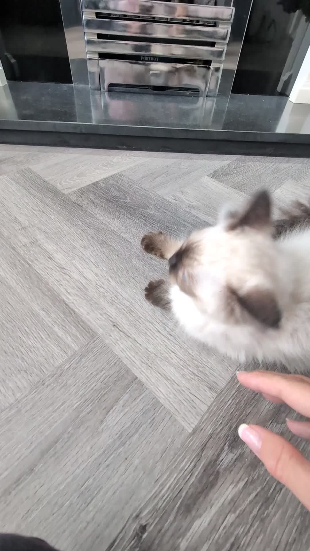 Ragdoll cats for sale: Ready! Stunning GCCF REG PEDIGREE RAGDOLLS - Video 2