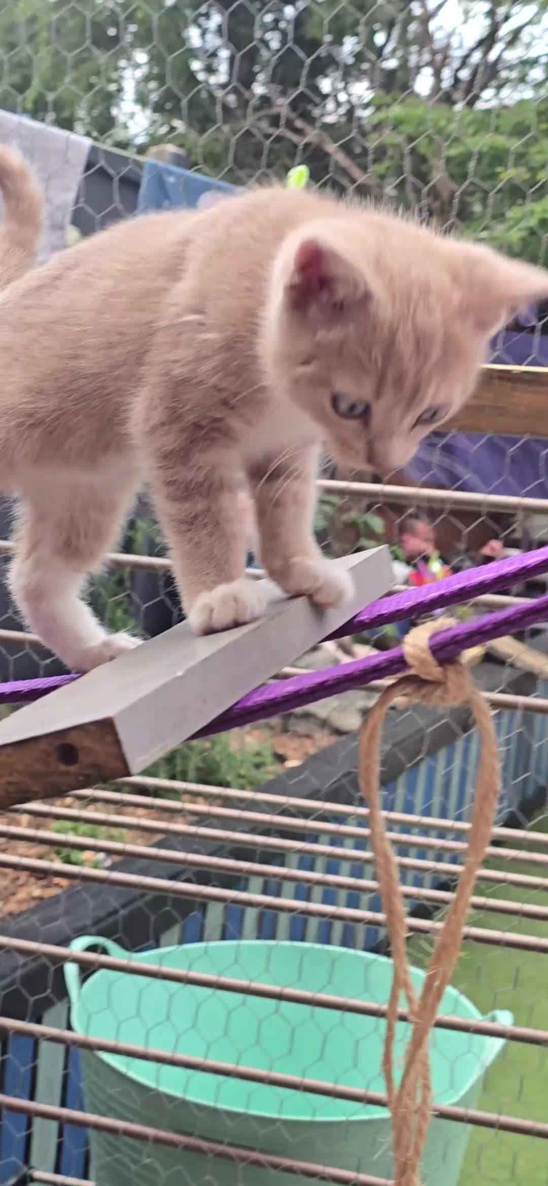 Russian Blue cats for sale: Male Russian Blue cross in Hemel Hempstead - Video 1