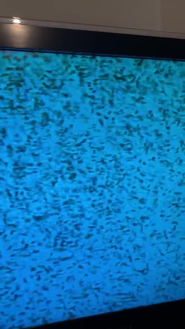 Miniature Dachshund dogs for stud: Miniature Wire Haired Dachshund Stud in Manchester - Video 1