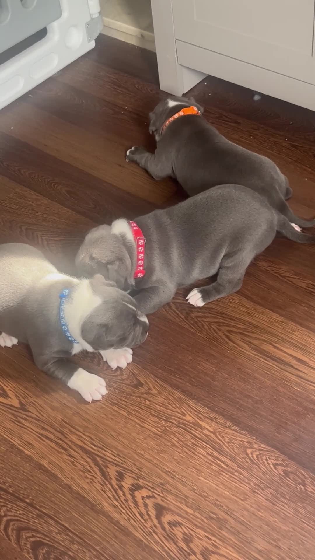 Staffordshire Bull Terrier dogs for sale: 3 male staffys kc reg - Video 1