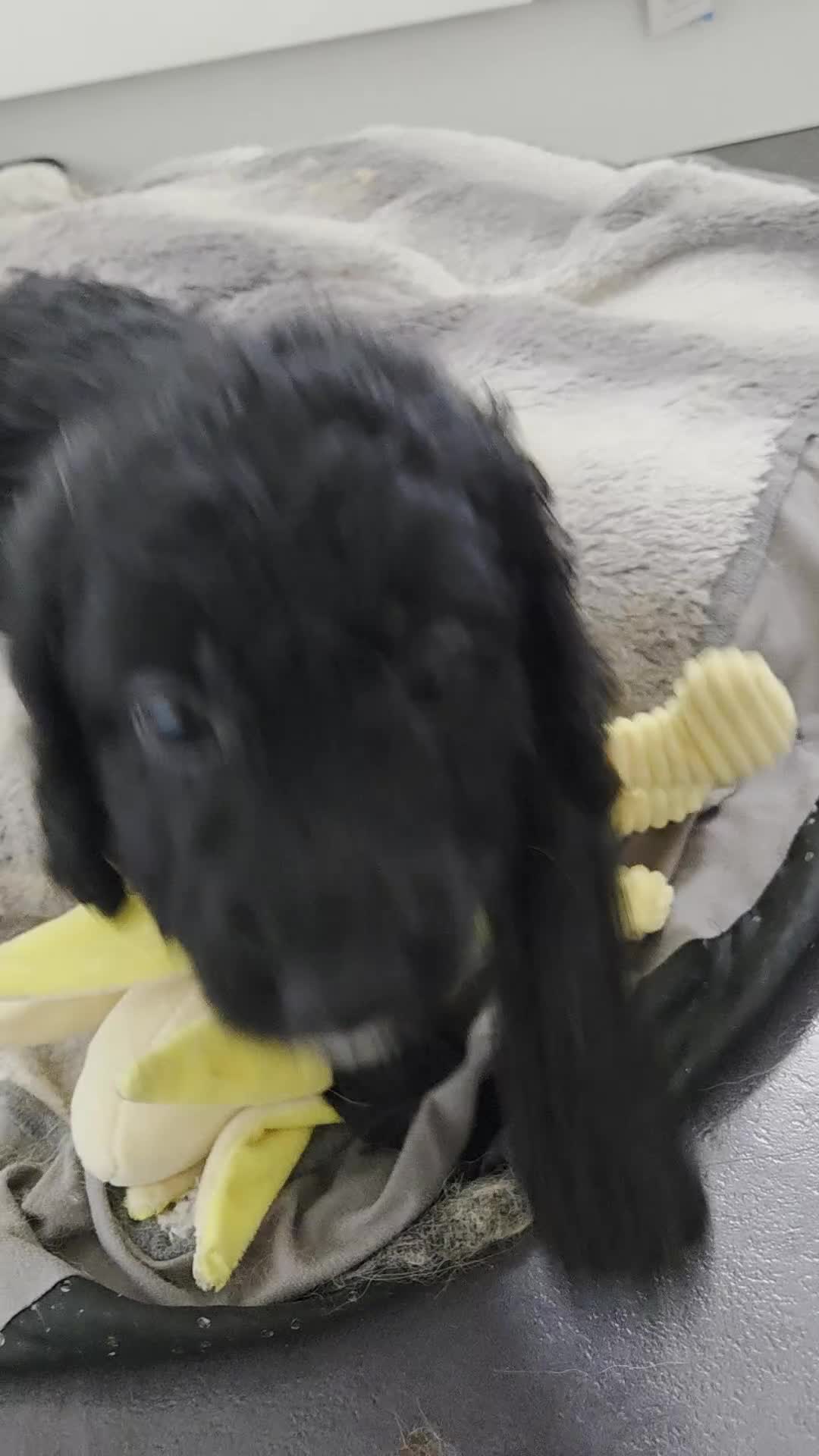 Cockapoo dogs for sale: Beautiful Female Cockapoo - Video 1