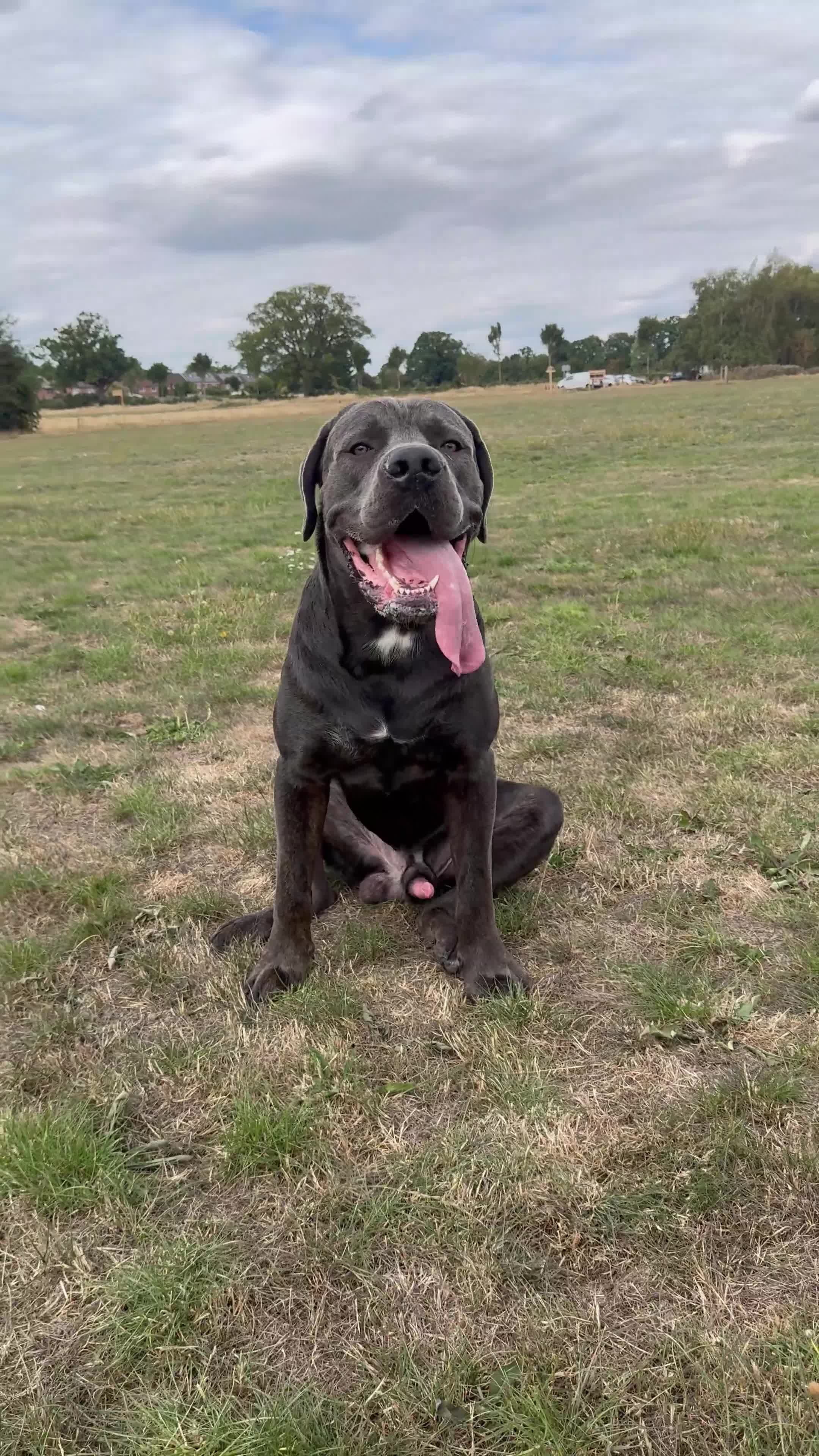 Cane Corso dogs for stud: Cane Corso Stud Tre Cani 🇷🇸 x Kyza Soza 🩸 - Video 3