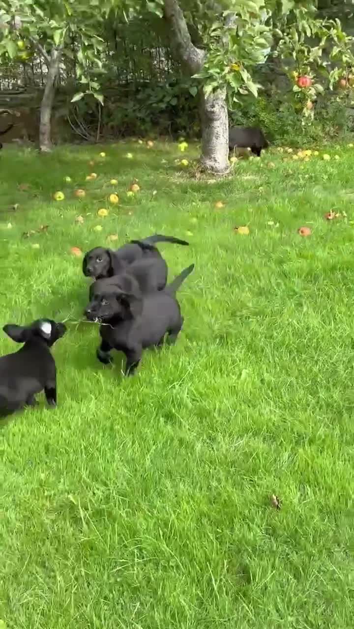 Labrador Retriever dogs for sale: Well bred KC Reg Labrador puppies - Video 5