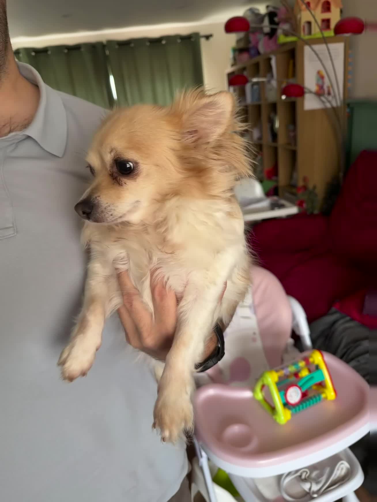 Chihuahua dogs for sale: Mimi the family chihuahua needs a loving new home - Video 2