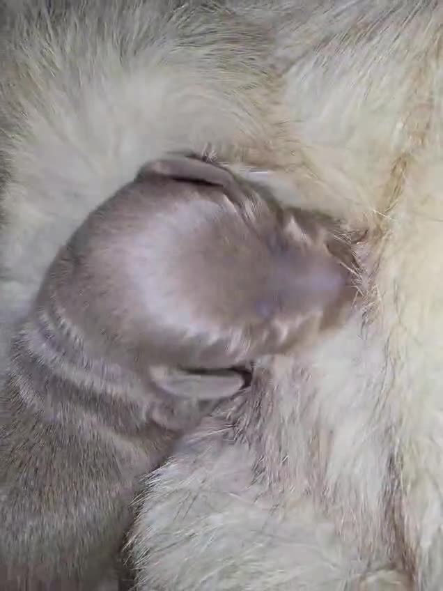 Miniature Dachshund dogs for sale: 👑🐾KC Champion Bloodline Dapples🐾👑 - Video 5