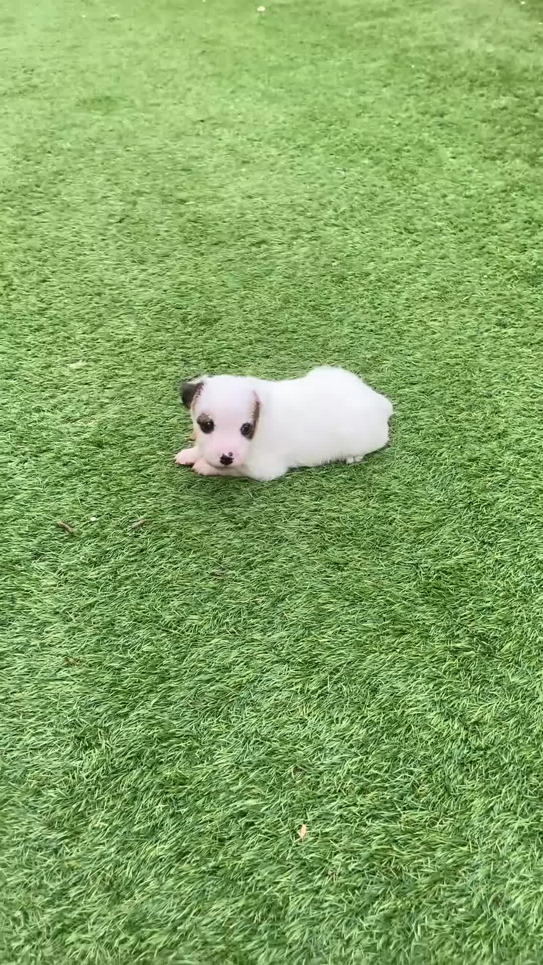 Jack Russell dogs for sale: Beautiful Jack Russell puppies  - Video 3
