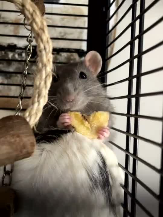 Rat rodents for sale: Cannoli and Roli in Buxton - Video 3