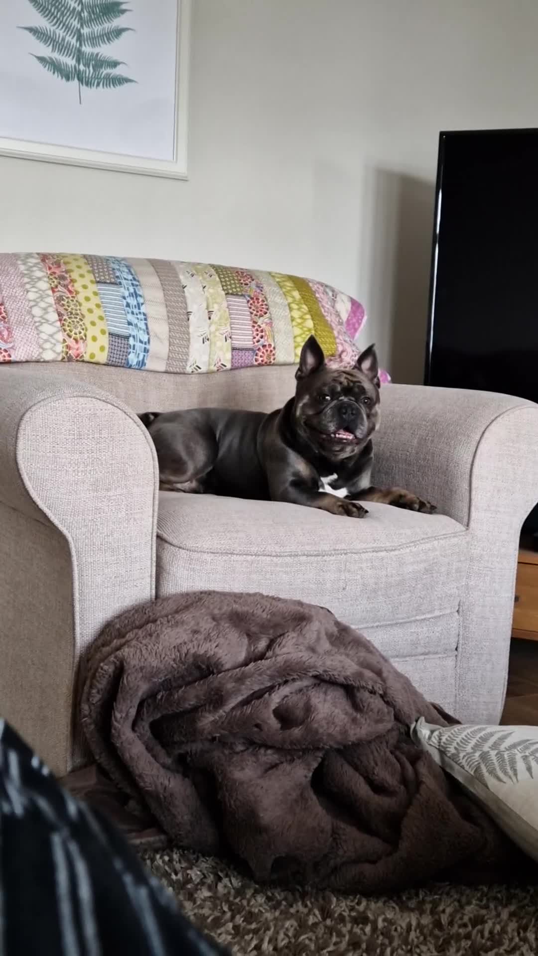 French Bulldog dogs for sale: Bronson looking for a new home - Video 1