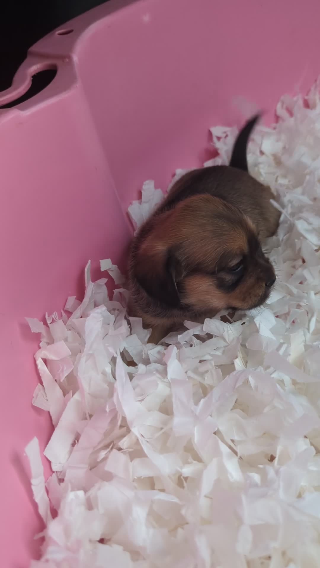 Mixed Breed dogs for sale: Shweenie puppies for sale - Video 1
