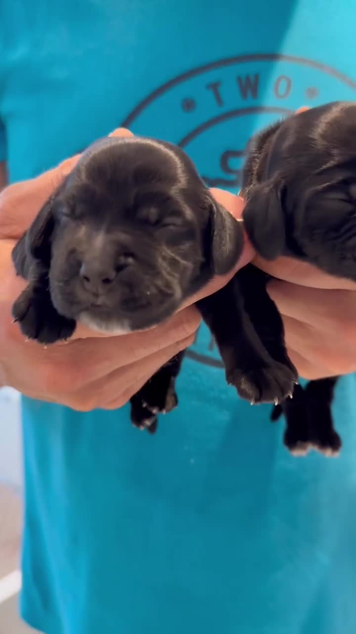 Cocker Spaniel dogs for sale: Exceptional pedigree KC champion show Cockers.  - Video 2