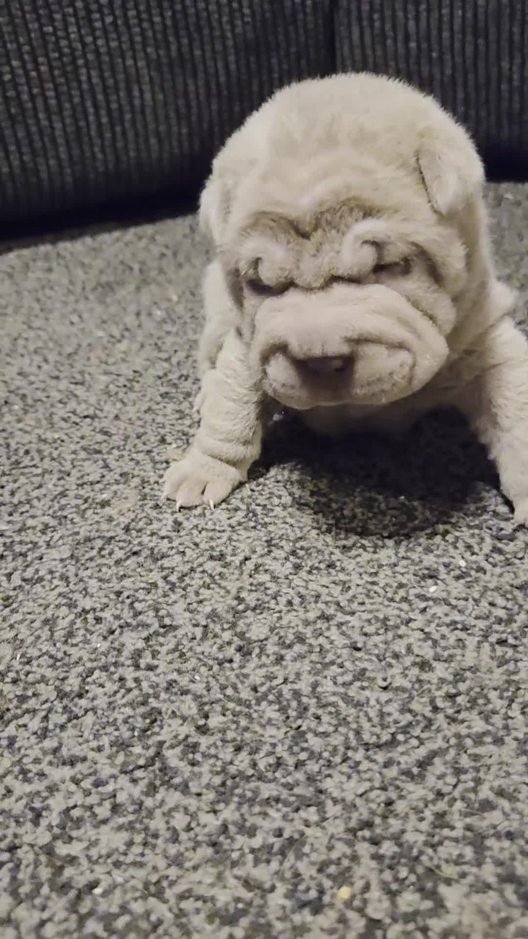 Shar Pei dogs for sale: 5 Shar peis in Hull - Video 1