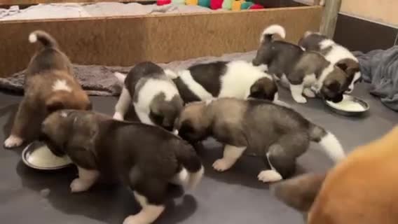 Akita dogs for sale:  Pure Bear-faced American Akita puppies - Video 1
