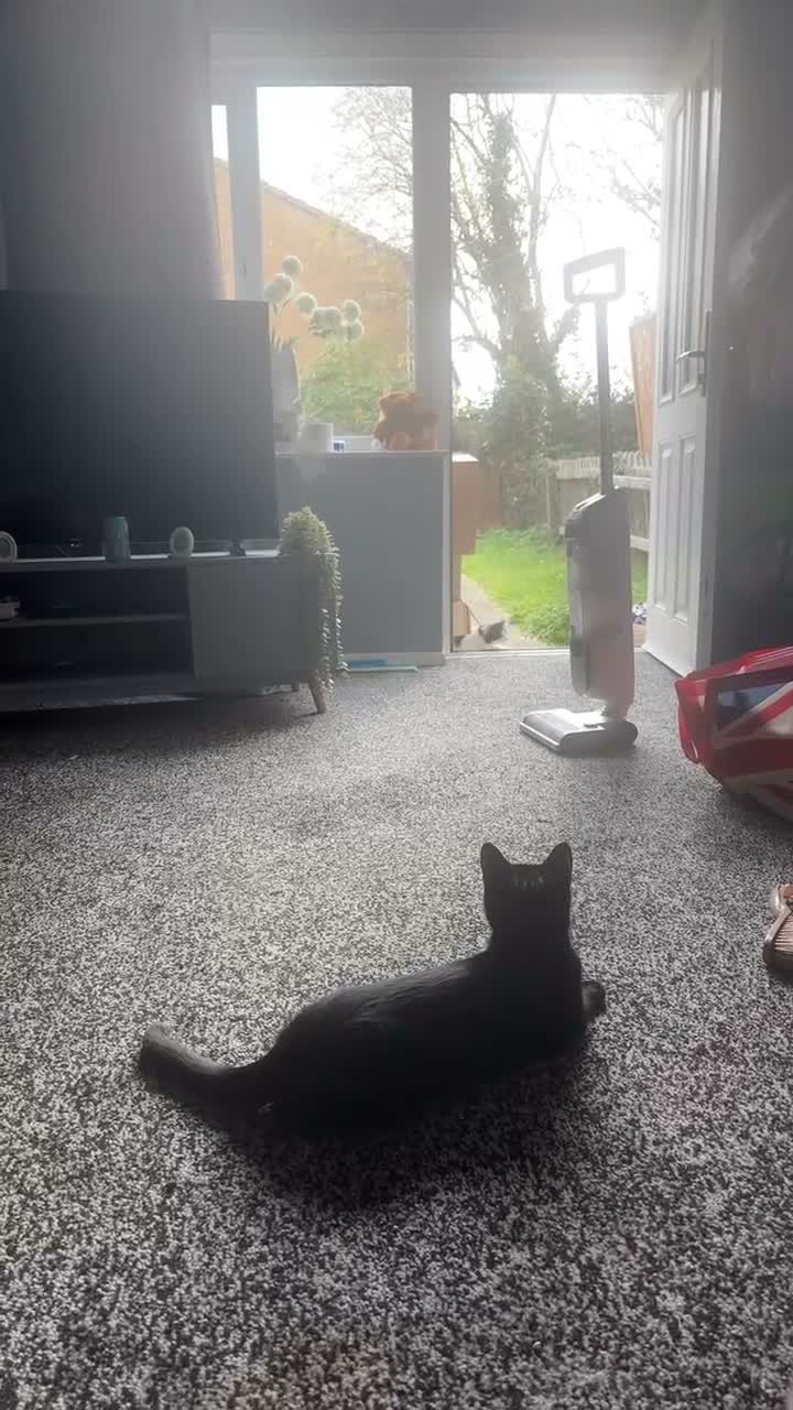 Domestic Shorthair cats for sale: 10 month old kitten  - Video 1