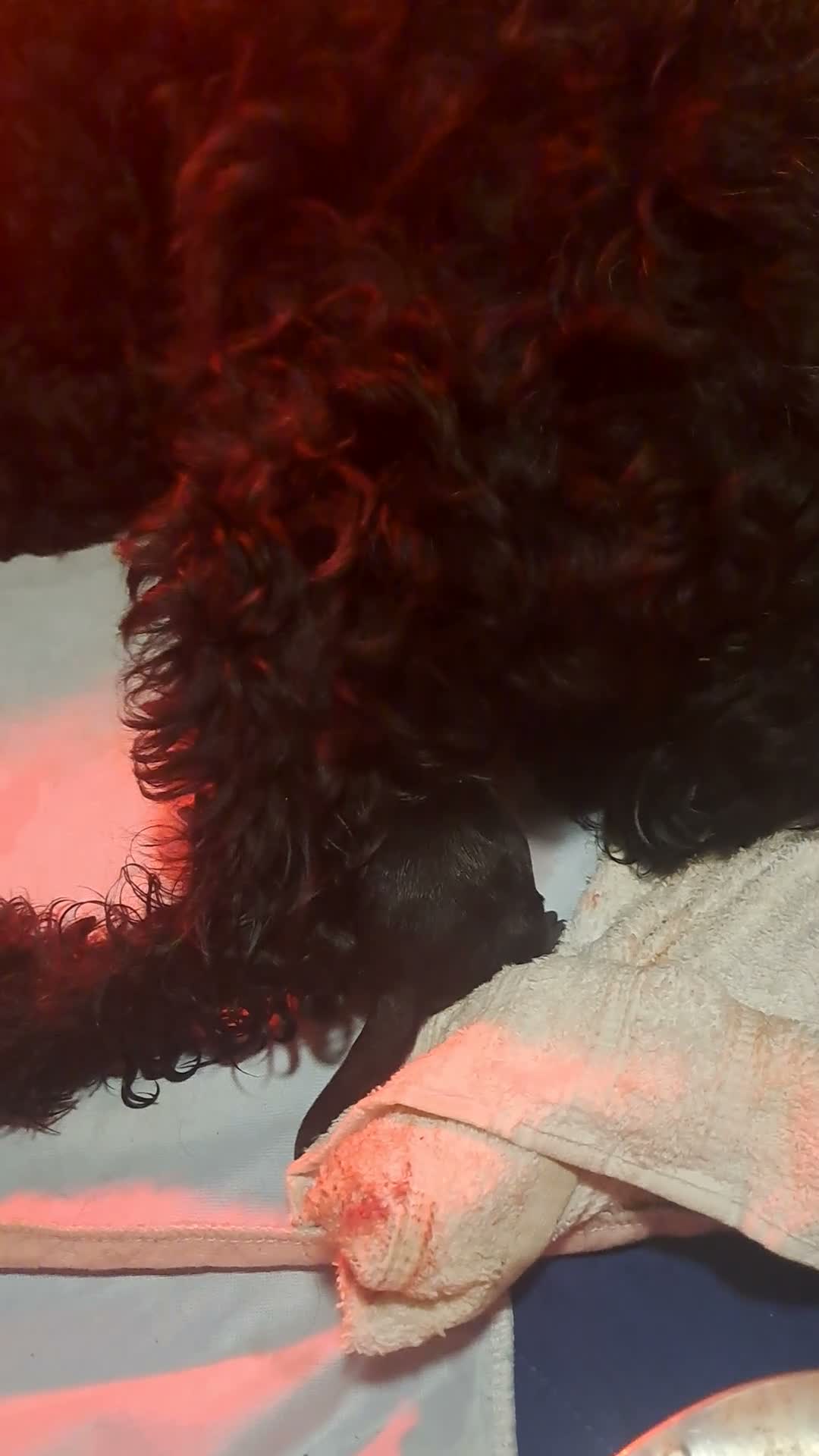 Cockapoo dogs for sale: Beautiful cockapoo puppies  - Video 2