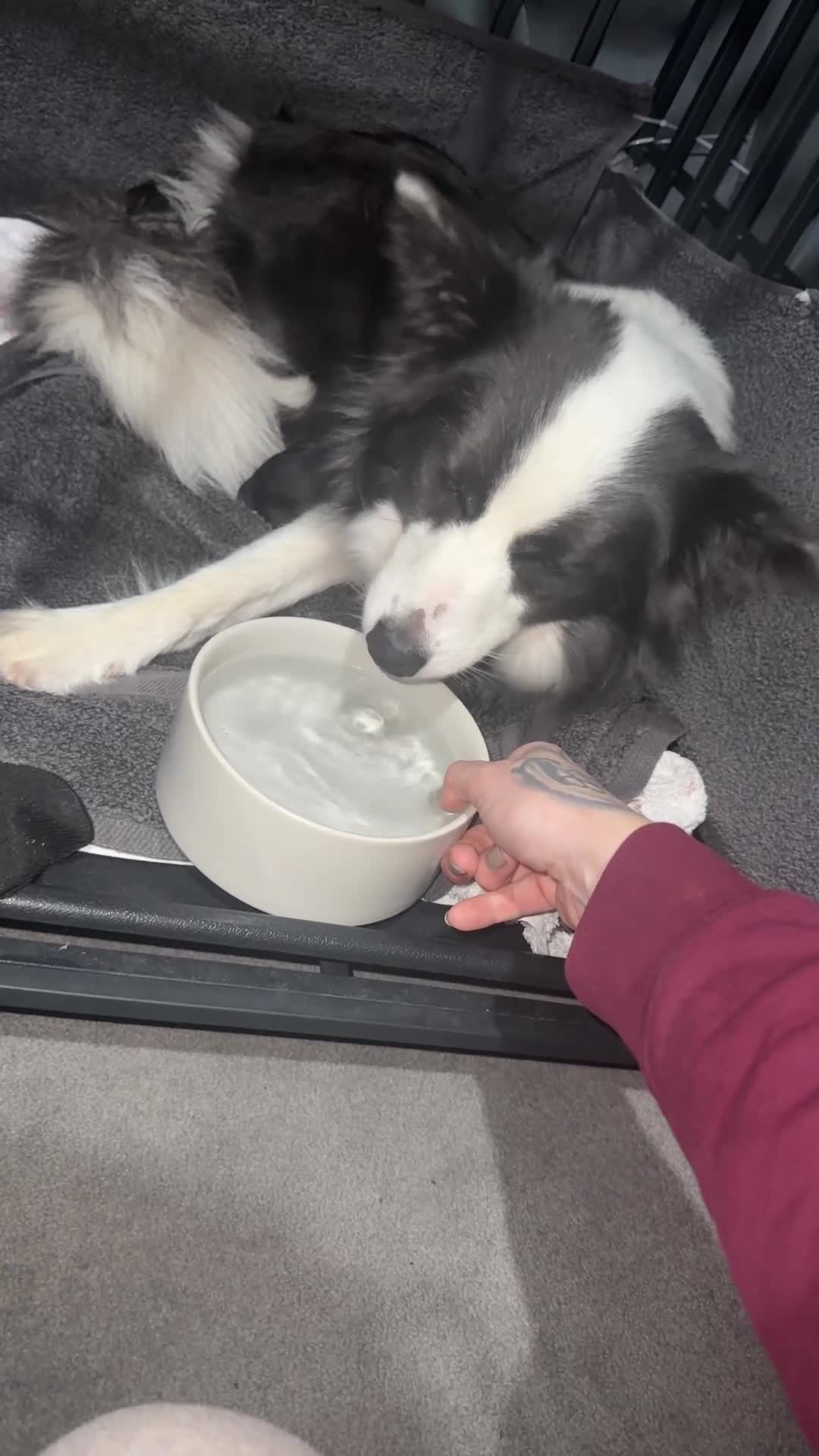 Border Collie dogs for sale: Border Collie Puppies For Sale - Video 5