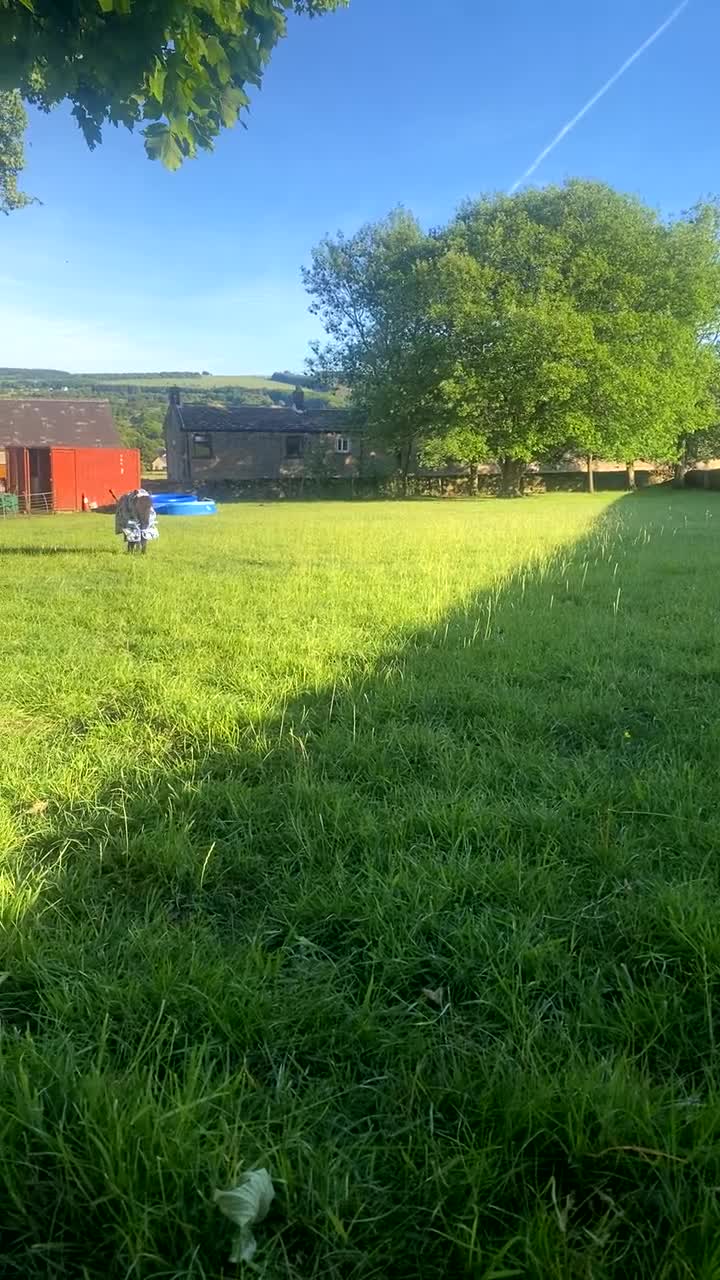 Shetland pony horses for sale: 7hh registered minature shetland colt - Video 1