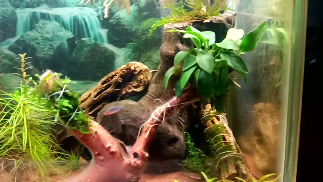 Danios fish for sale: 5X Emerald Dwarf Rasbora (Danio Erythromicron) £15 in Perth - Video 1