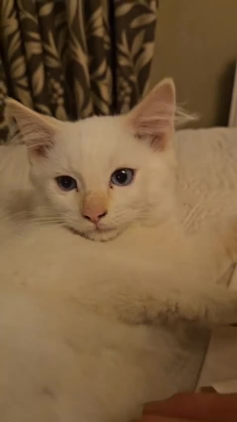 Ragdoll cats for sale: Rare flame point boys - Video 1