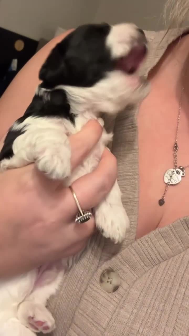 Mixed Breed dogs for sale: Mixed breed puppies  - Video 1