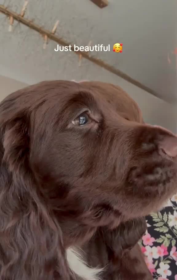 Cocker Spaniel dogs for sale: Glanhowy gundog kc reg working cocker spaniel pups - Video 1