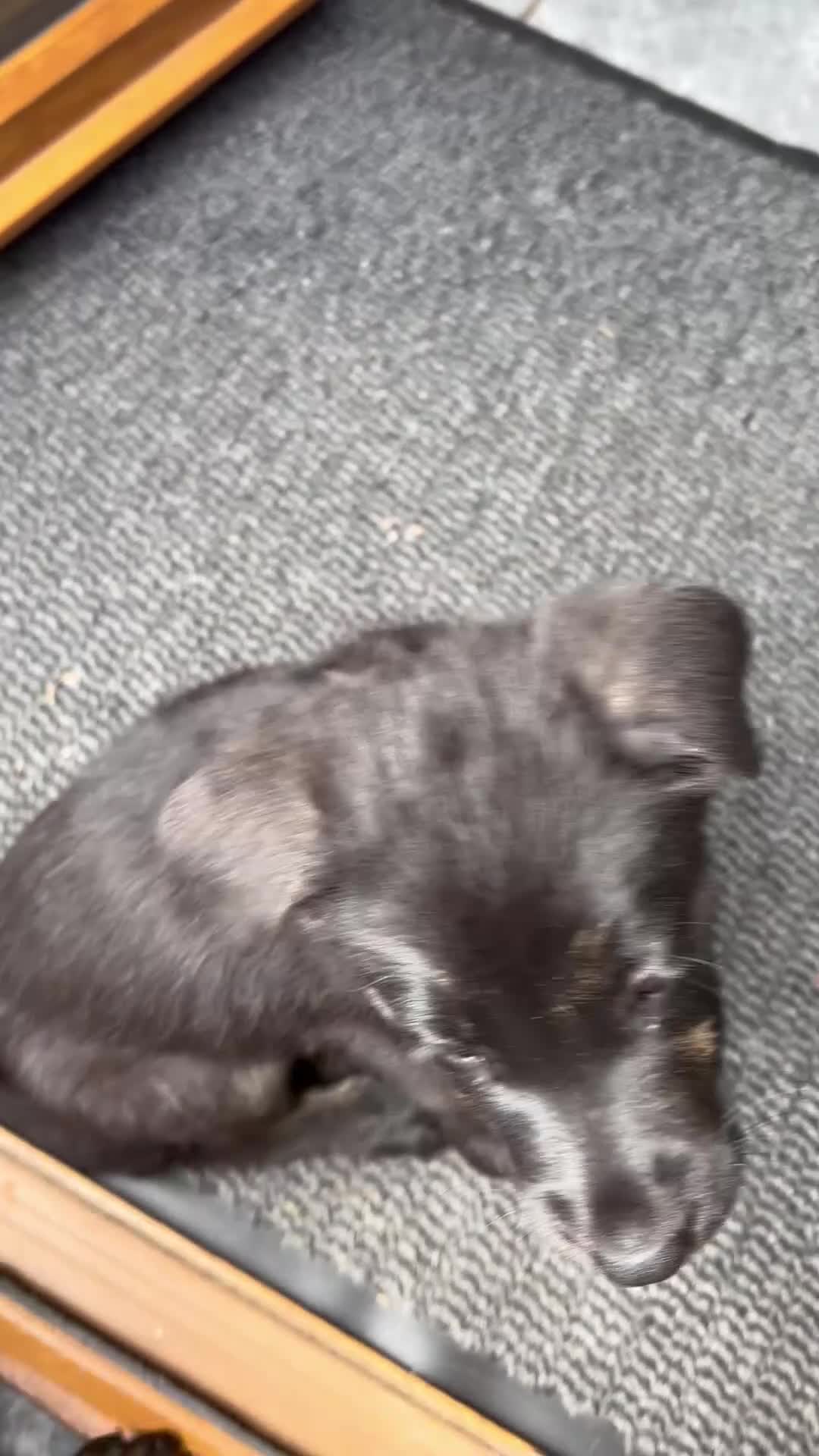 Sheprador dogs for sale:  Cute playful Sheprador puppies  - Video 1