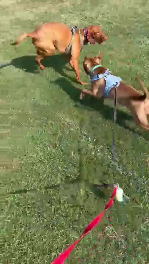 Mixed Breed dogs for sale: Sweetest girl looking for her forever home  - Video 3