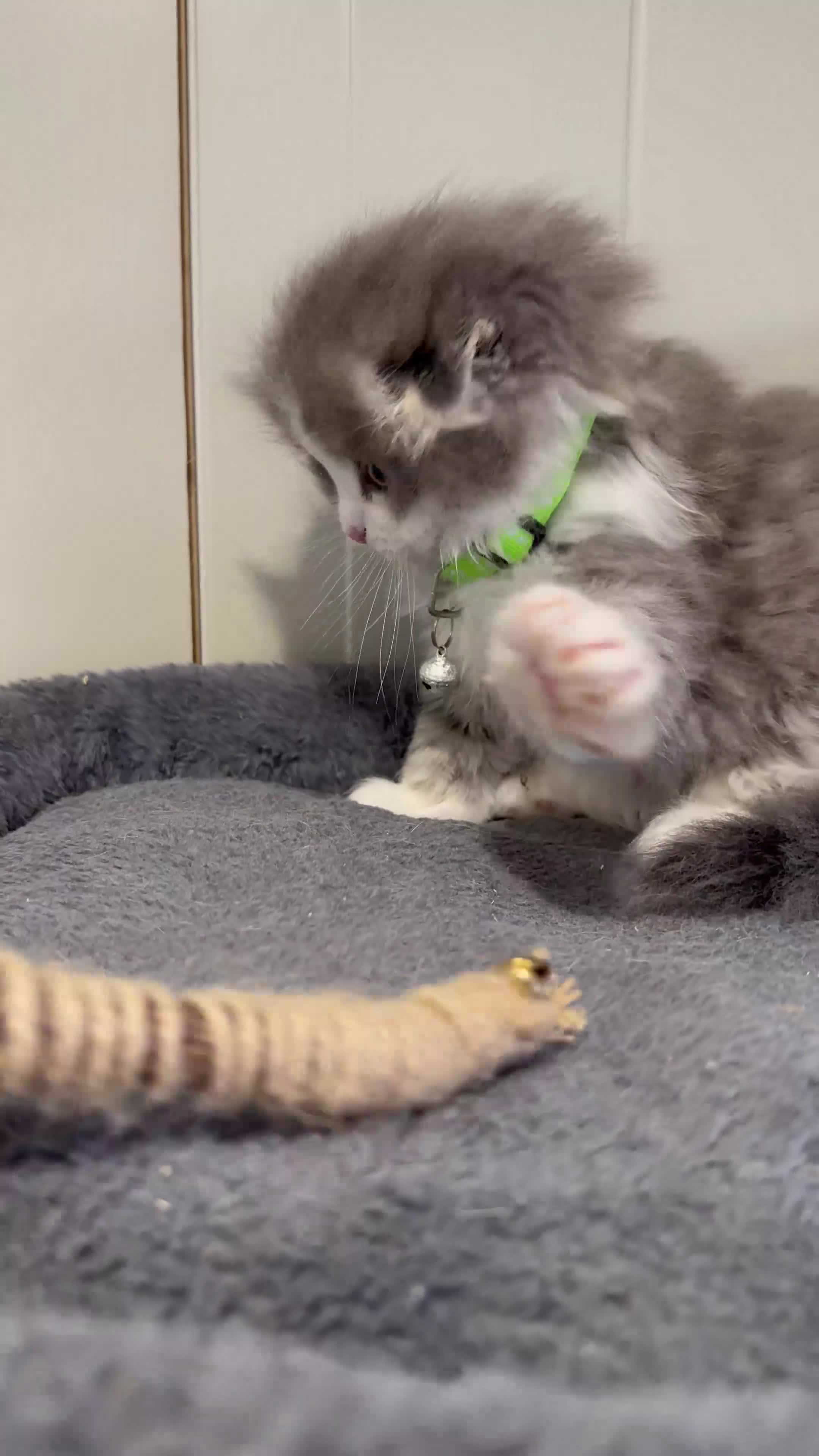 Scottish Fold cats for sale: Stunningly Gorgeous Scottish Fold kitchens - Video 3