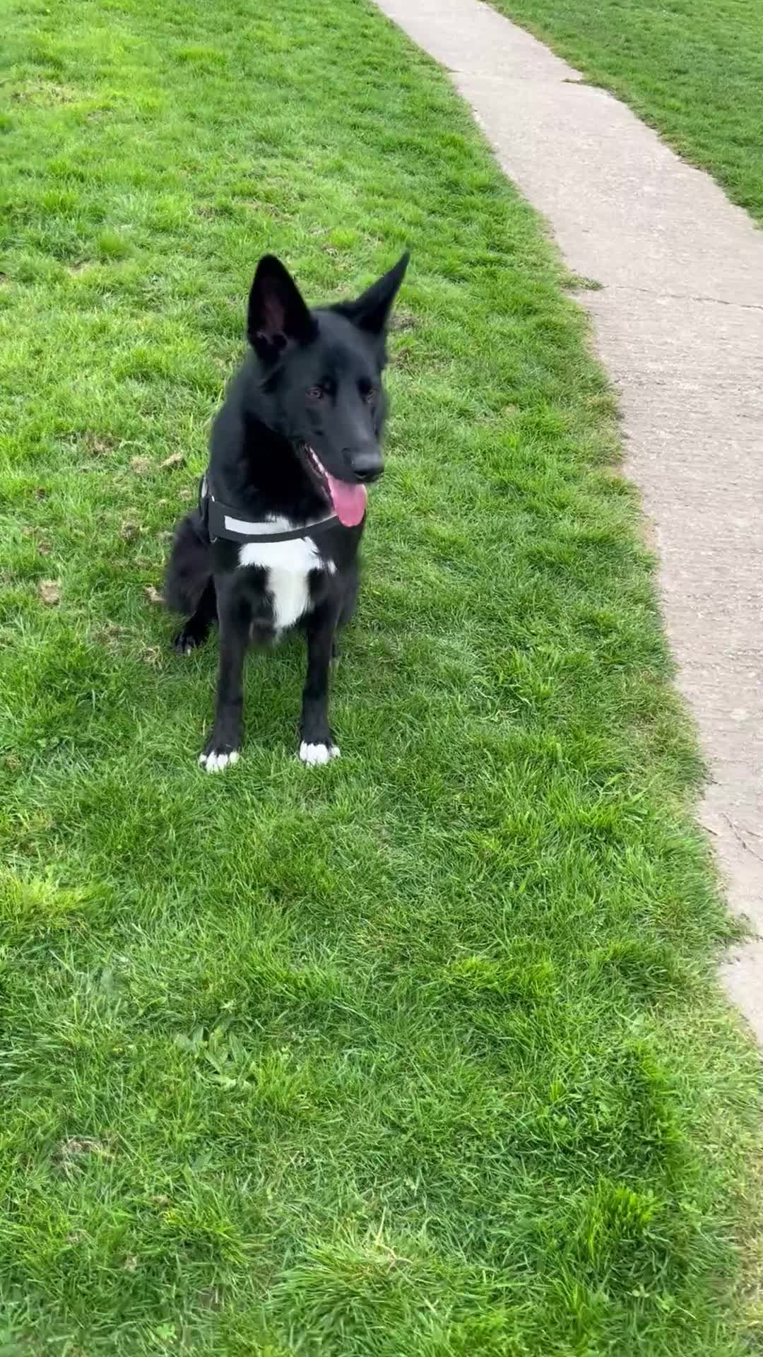 Mixed Breed dogs for stud: German shepherd x border collie  in Littlehampton - Video 1