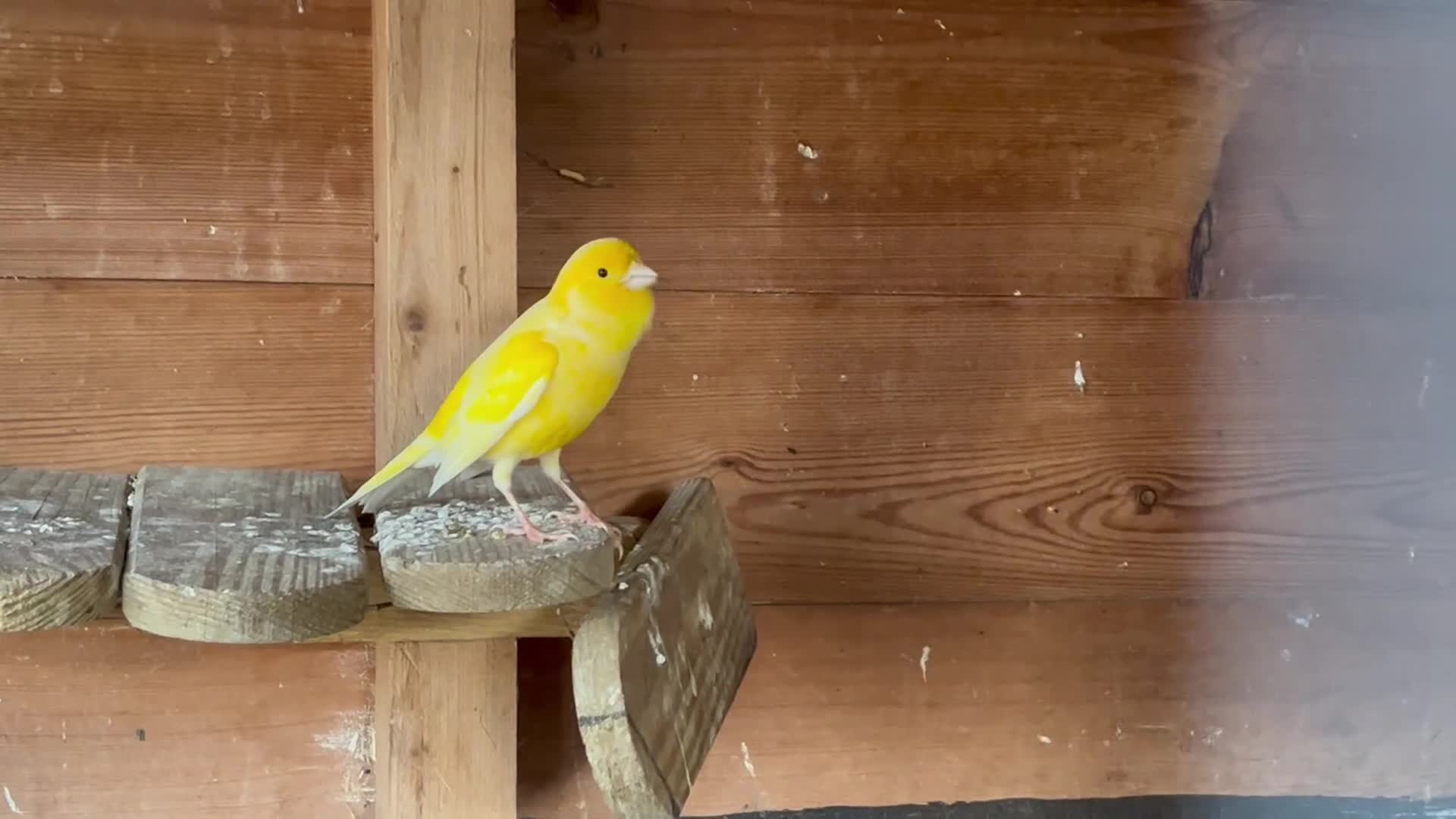Canaries birds for sale: Male canaries - Video 1
