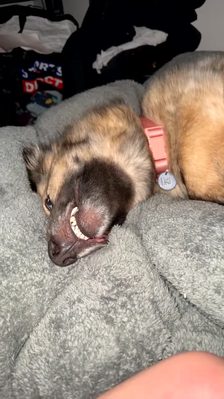 German Shepherd dogs for sale: German Shepherd  in Wakefield - Video 3