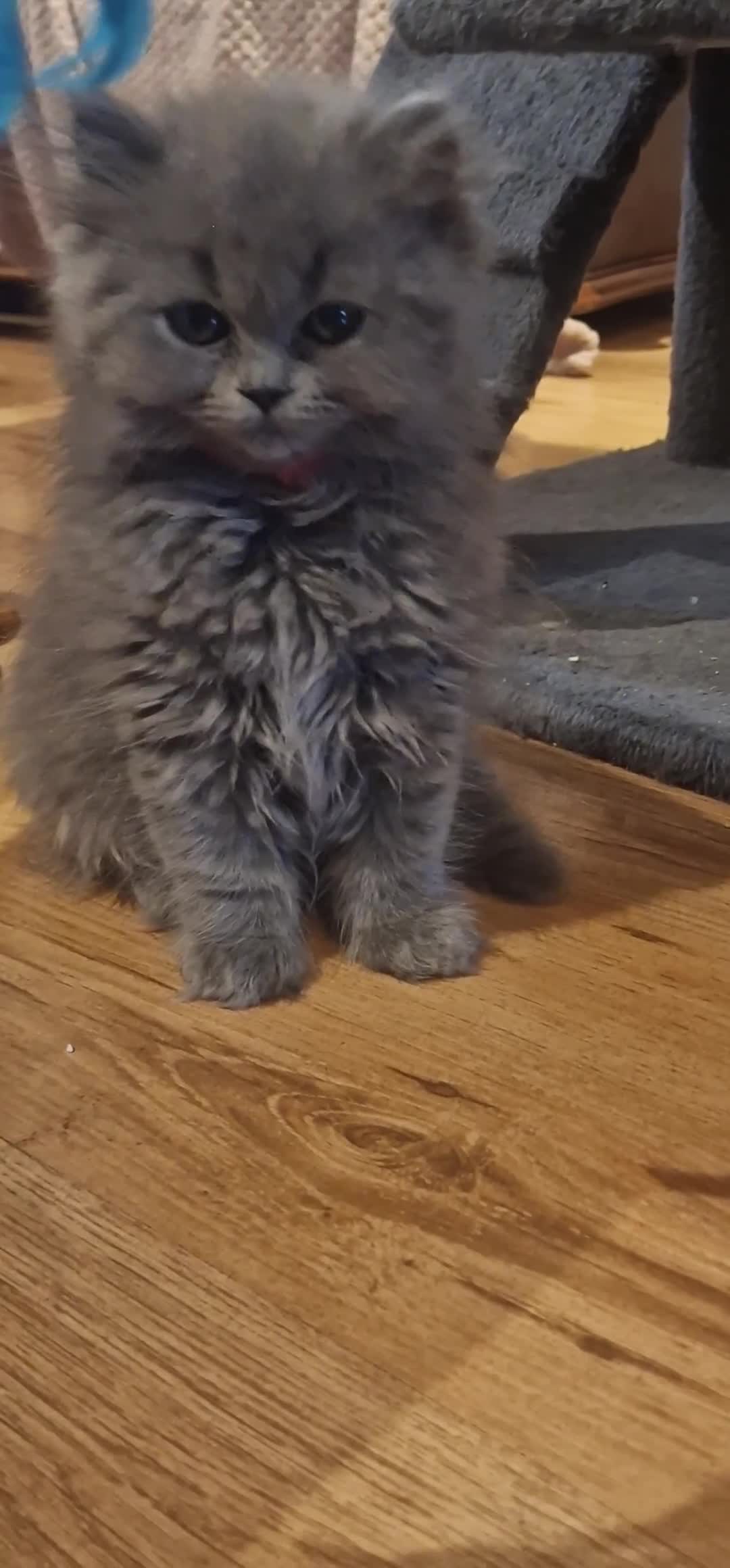 British Longhair cats for sale: Gorgeous lilac British longhair kittens- last girl in London - Video 1