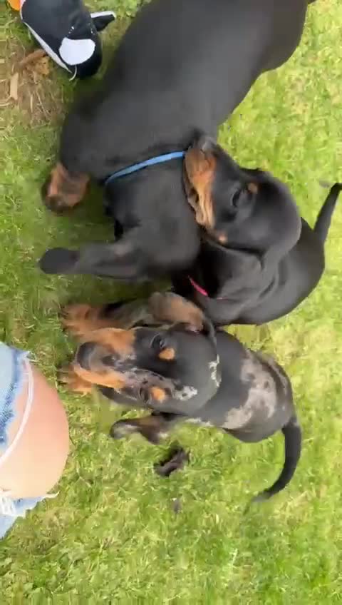 Miniature Dachshund dogs for sale: 🐾Ready to go!!! Reduced KC, Puppies.🐾 - Video 3