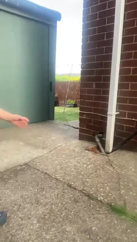 Border Collie dogs for sale: White and brown border collie  - Video 2