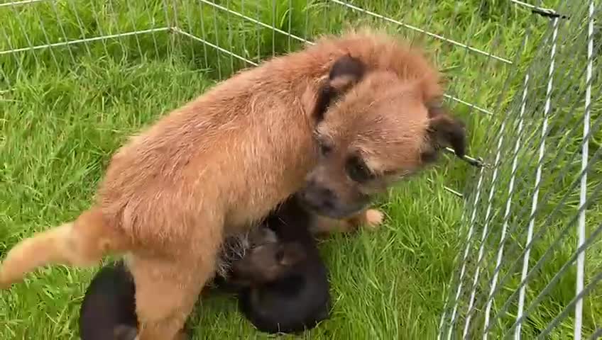 Border Terrier dogs for sale: Border Terrier bitch puppies - Video 1