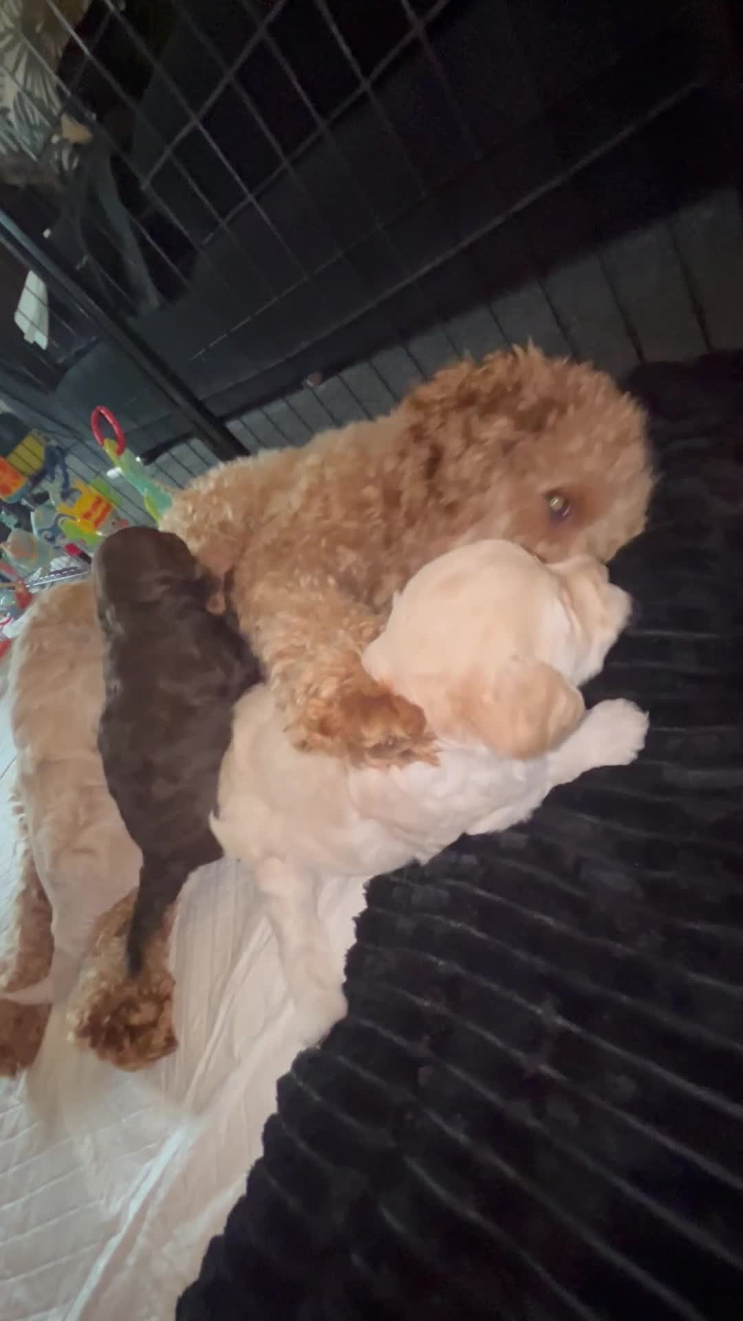 Cavapoo dogs for sale: ✨🌈 Rare Chocolate & Multicoloured Curly Cavapoos - Video 1