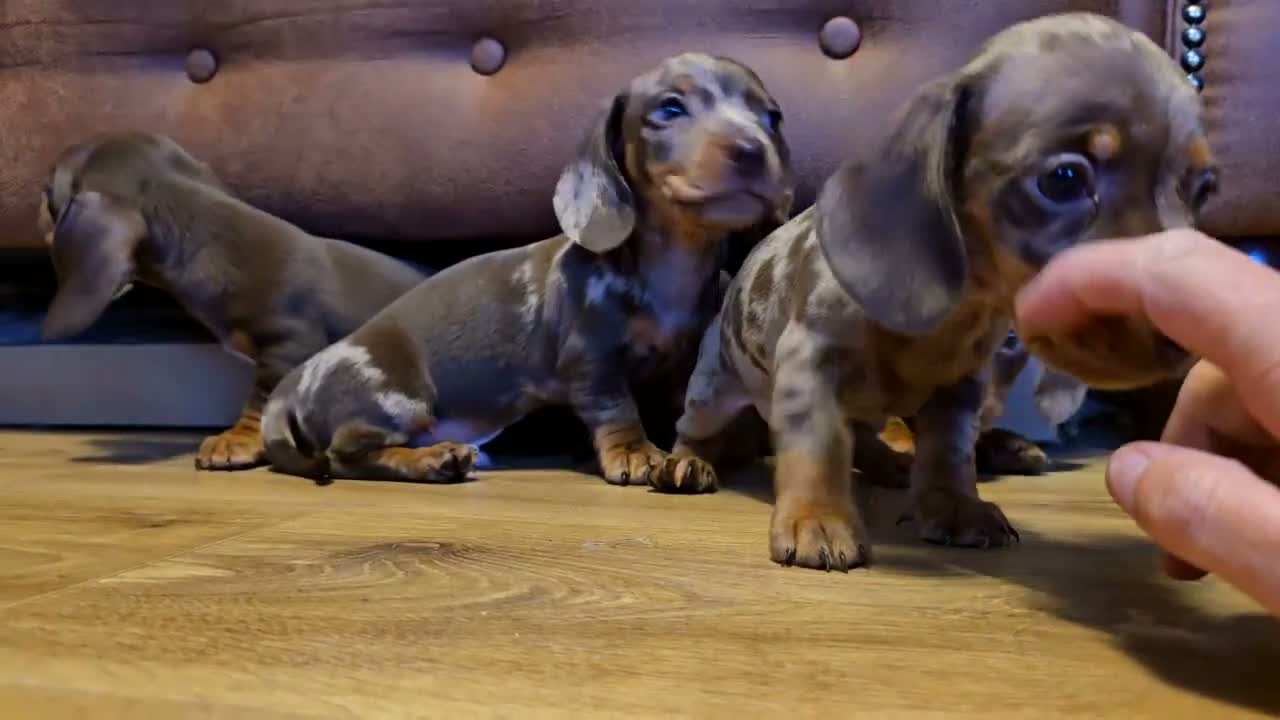 Miniature Dachshund dogs for sale: Miniature Dachshunds - Video 2