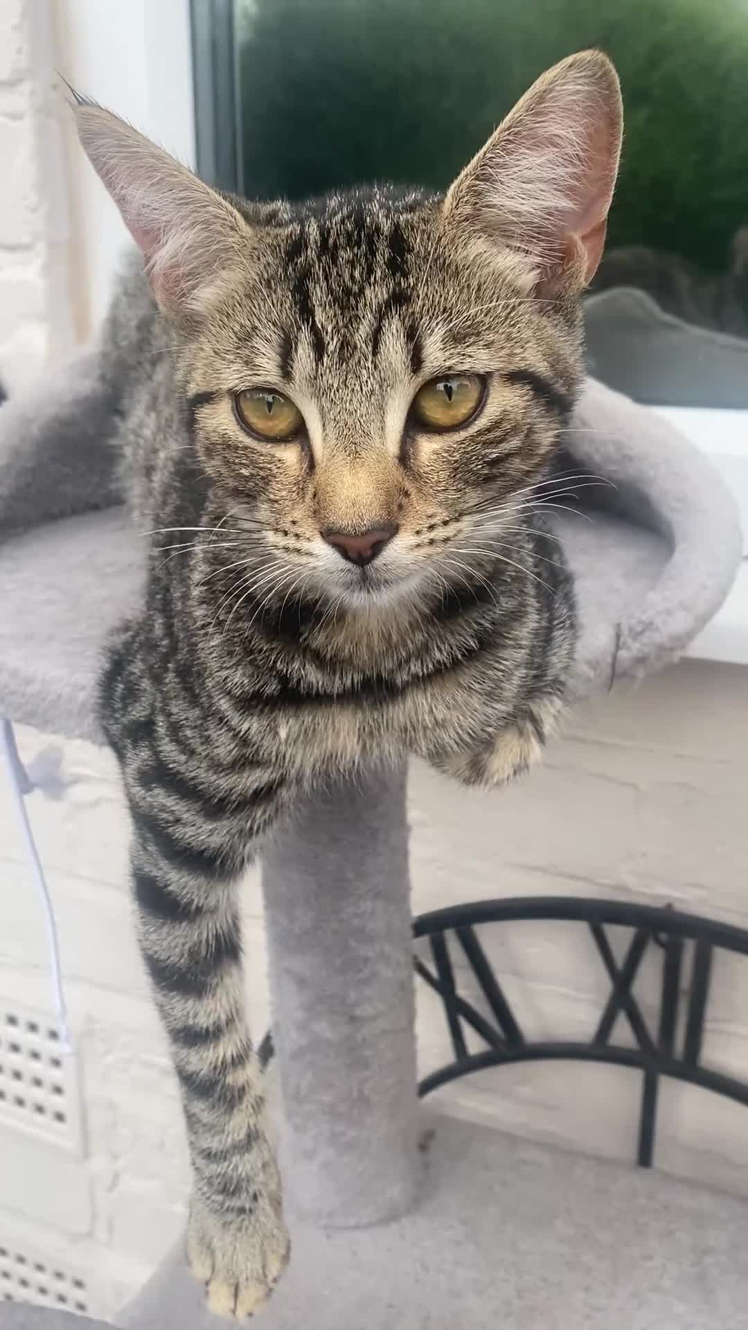 Mixed Breed cats for sale: 2 kittens  - Video 1
