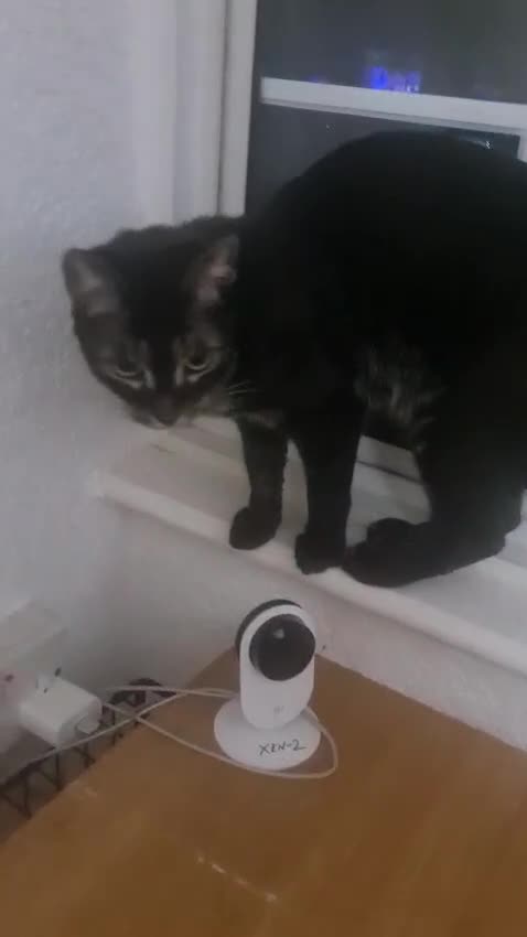 Mixed Breed cats for adoption: zoe 6 month rescue needs her own home - Video 2