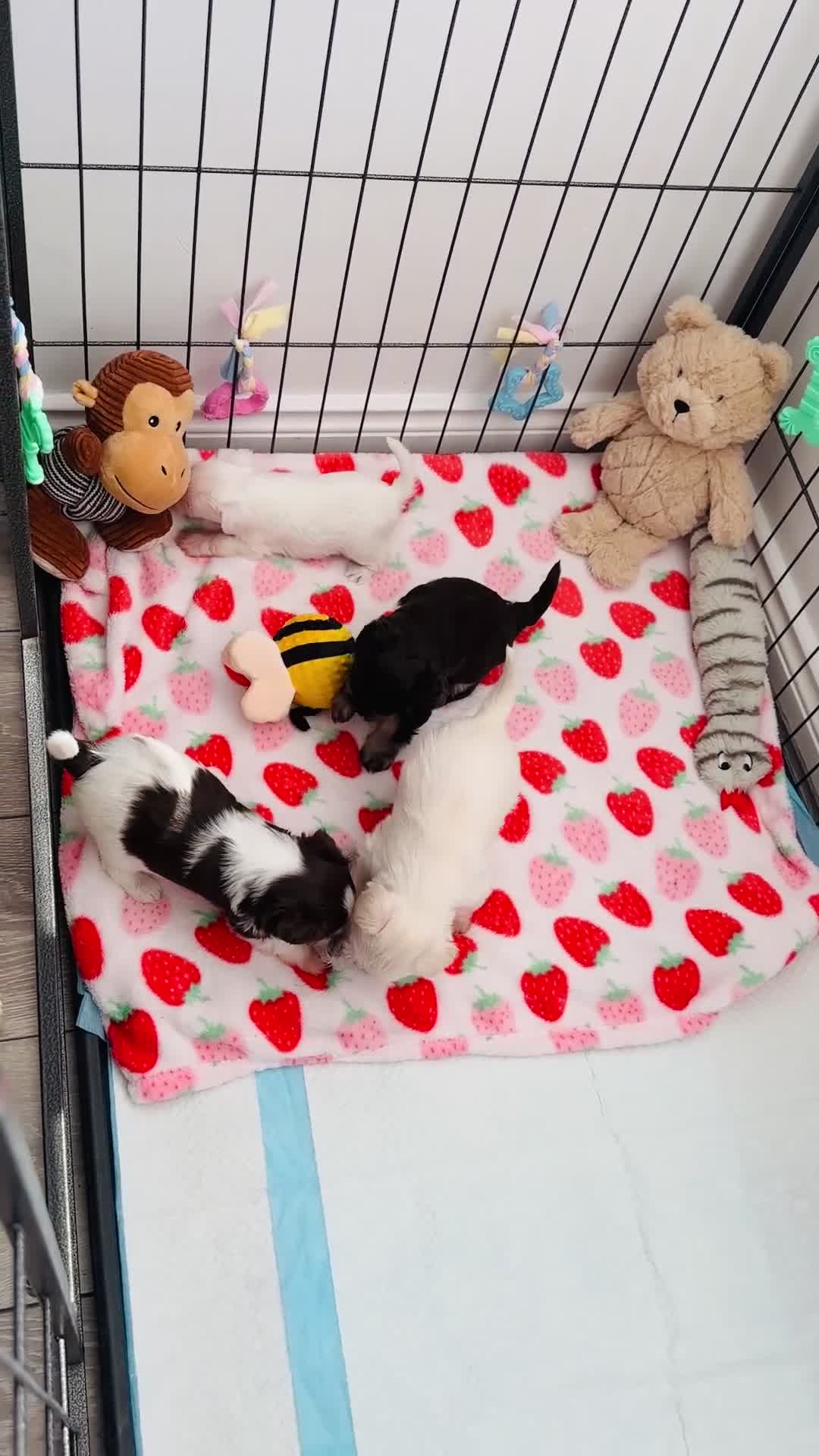 Miniature Schnauzer dogs for sale: 🐾 STUNNING KC REG MINIATURE SCHNAUZER 🐾 - Video 4