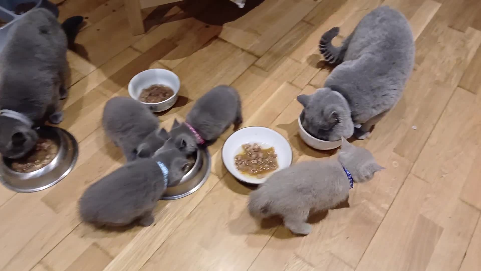 British Shorthair cats for sale: Full Pedigree stunning British Shorthair kittens  - Video 3