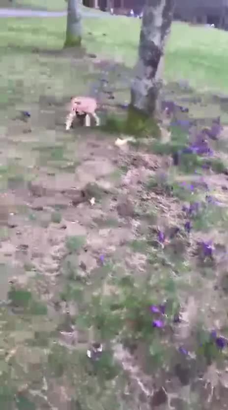Cocker Spaniel dogs for sale: 8/9 month old male cocker spaniel puppy (Buddy) - Video 1