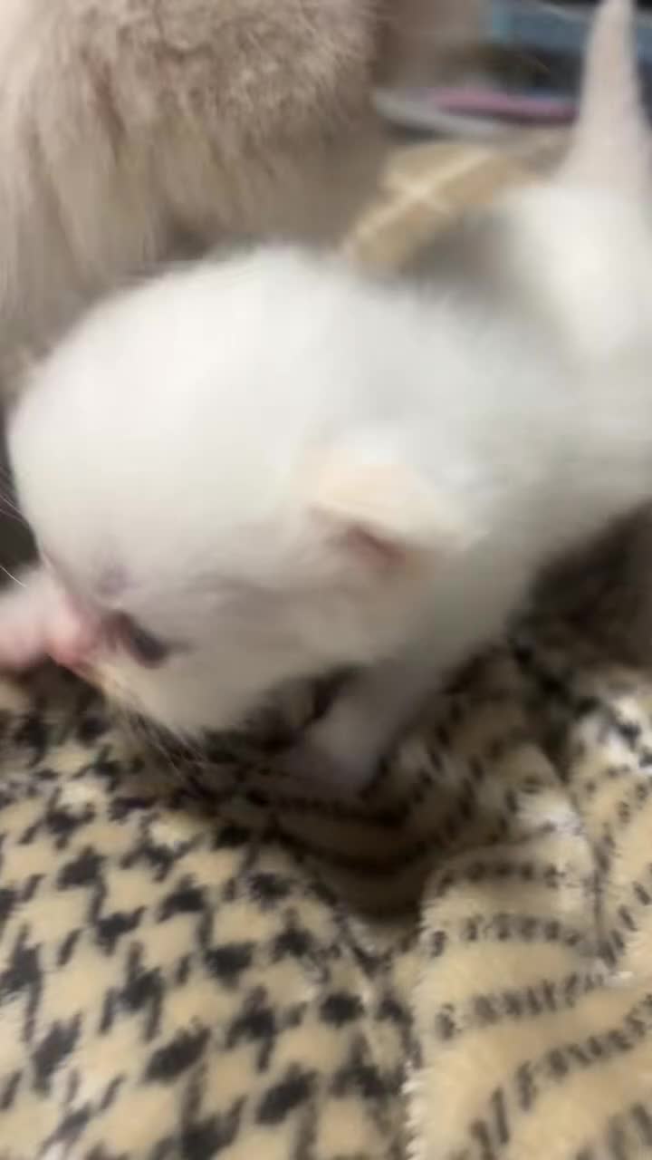 British Longhair cats for sale: Exquisite Kittens Persian Mum Registered BLH Dad - Video 5